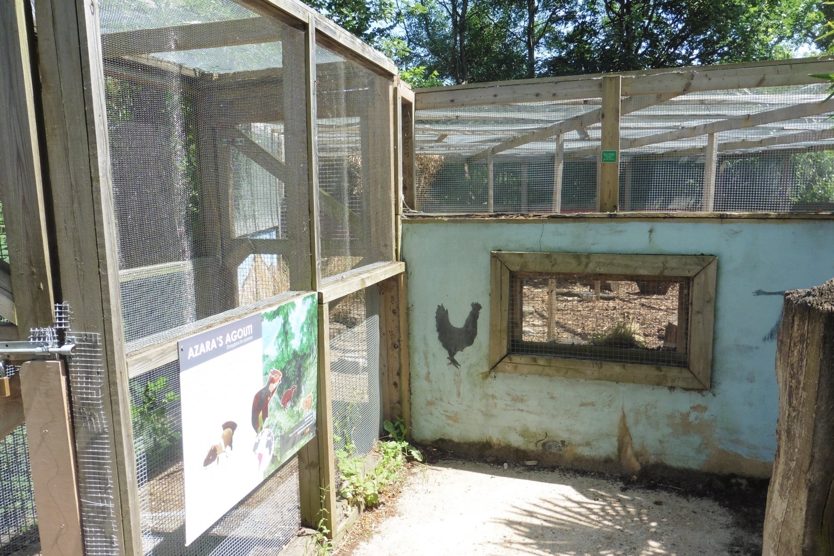 HANWELL ZOO: Azara's Agouti enclosure