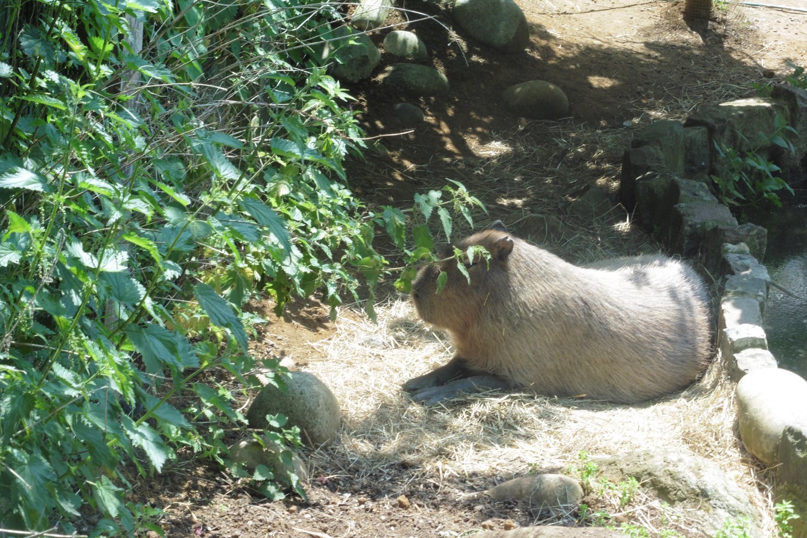 HANWELL ZOO:  Capybara