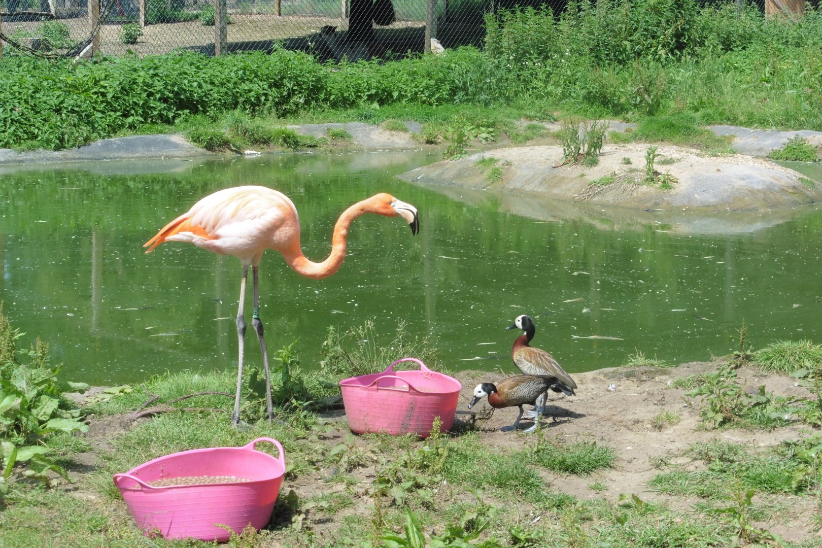HANWELL ZOO: Caribbean Flamingo & Whited-faced Whistling Duck