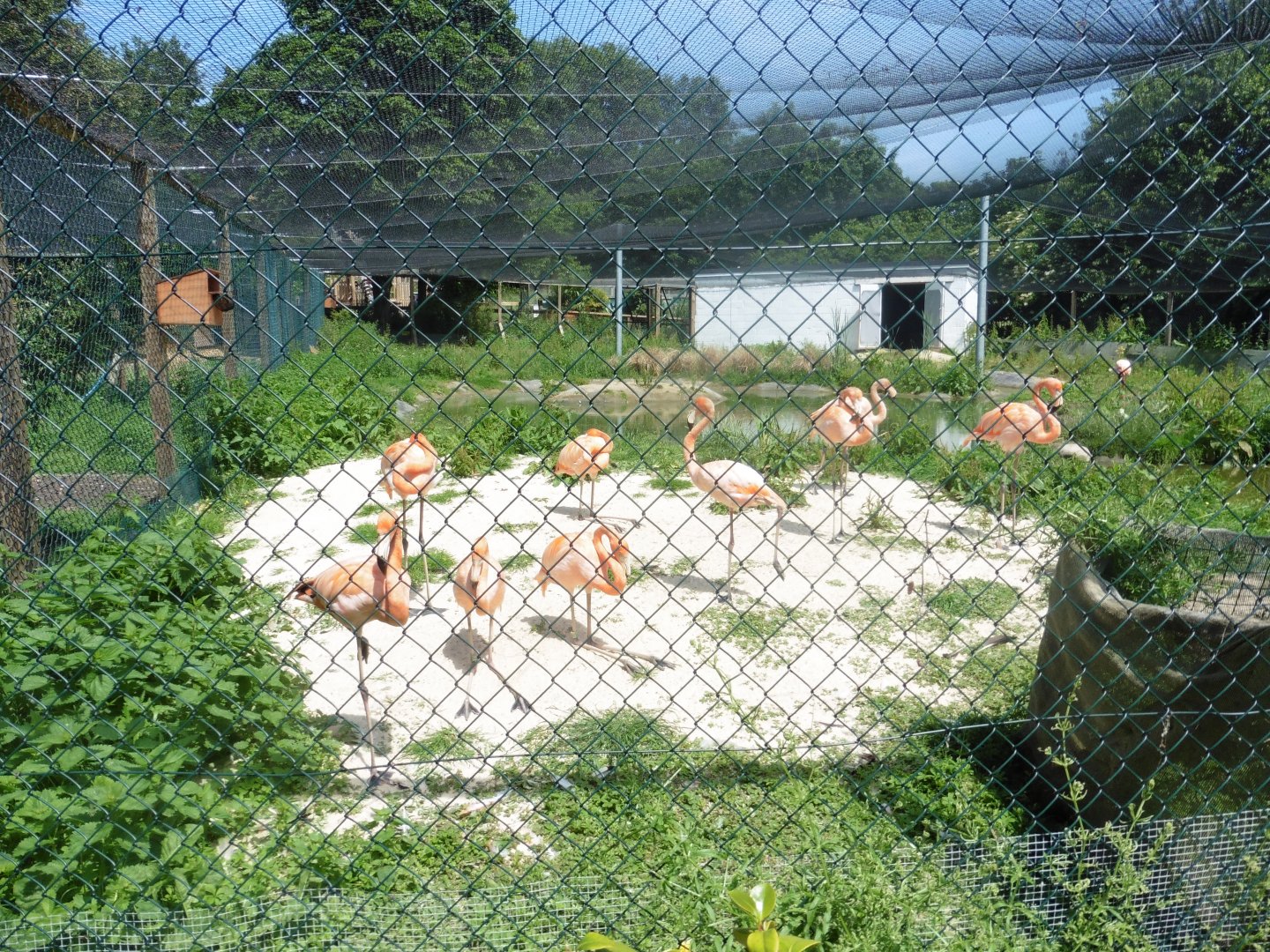 HANWELL ZOO: Caribbean Flamingo's