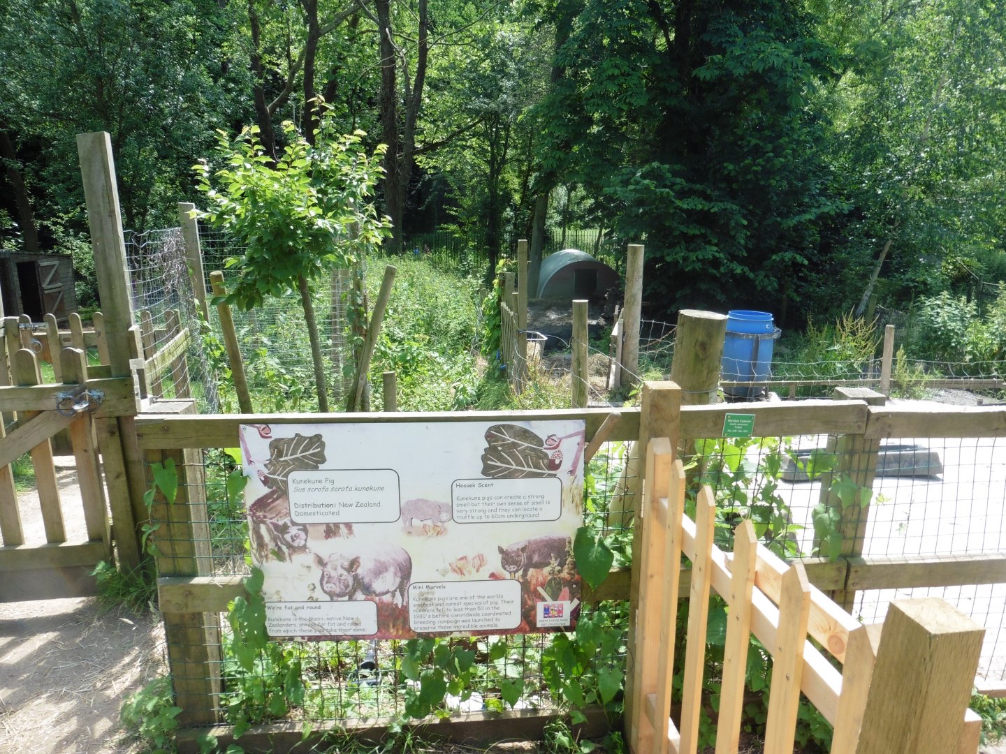 HANWELL ZOO: Domestic Kunekune Pig enclosure