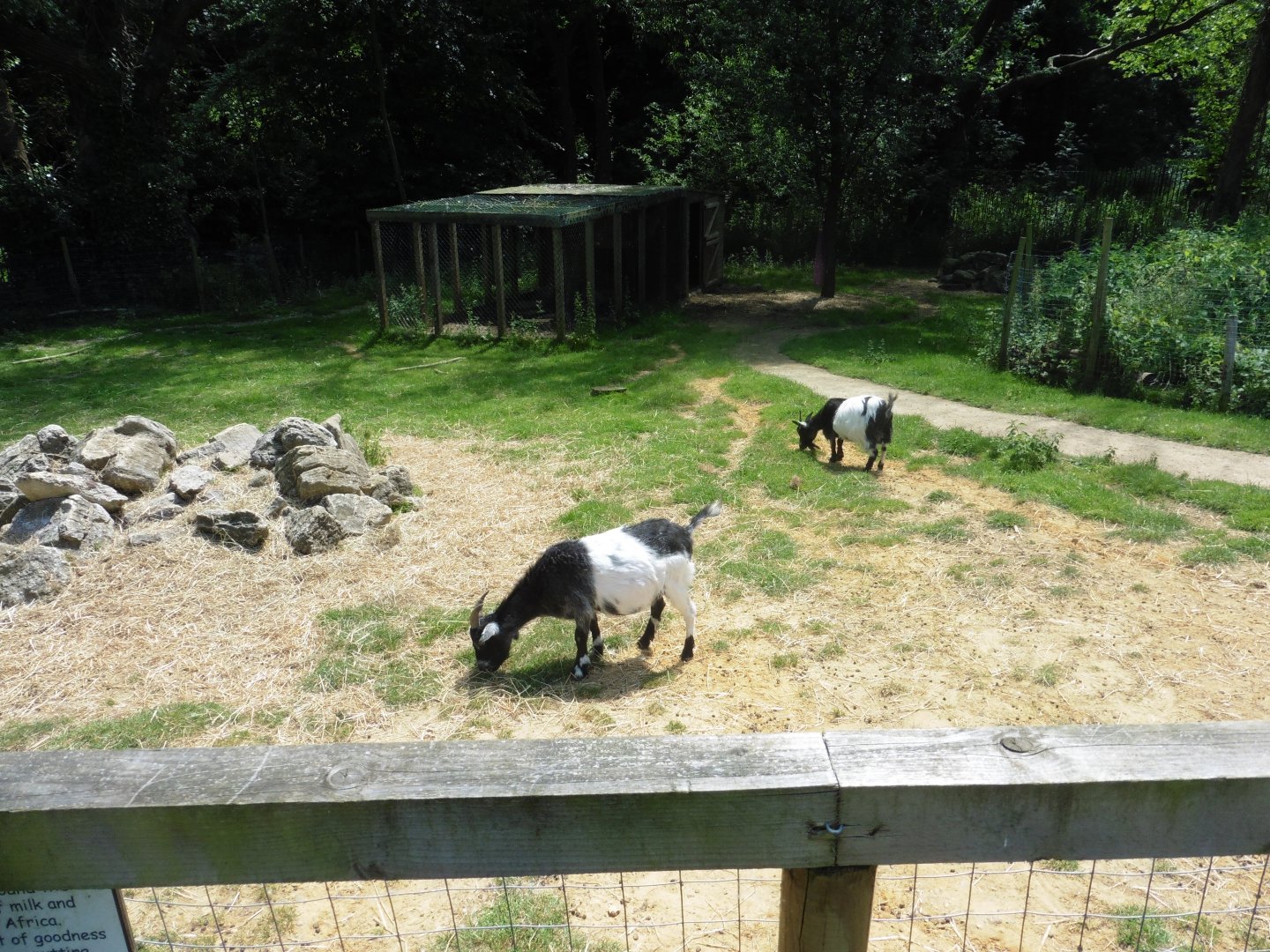 HANWELL ZOO: Domestic Pygmy Goat