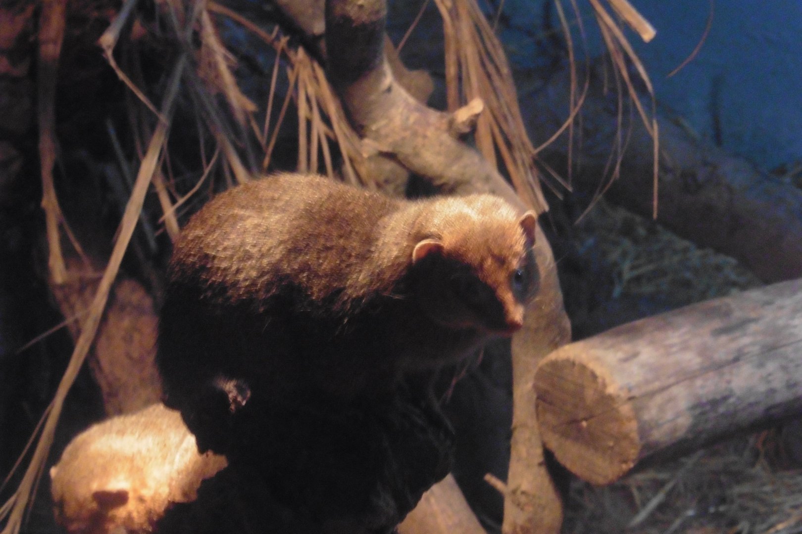 HANWELL ZOO: Dwarf Mongoose