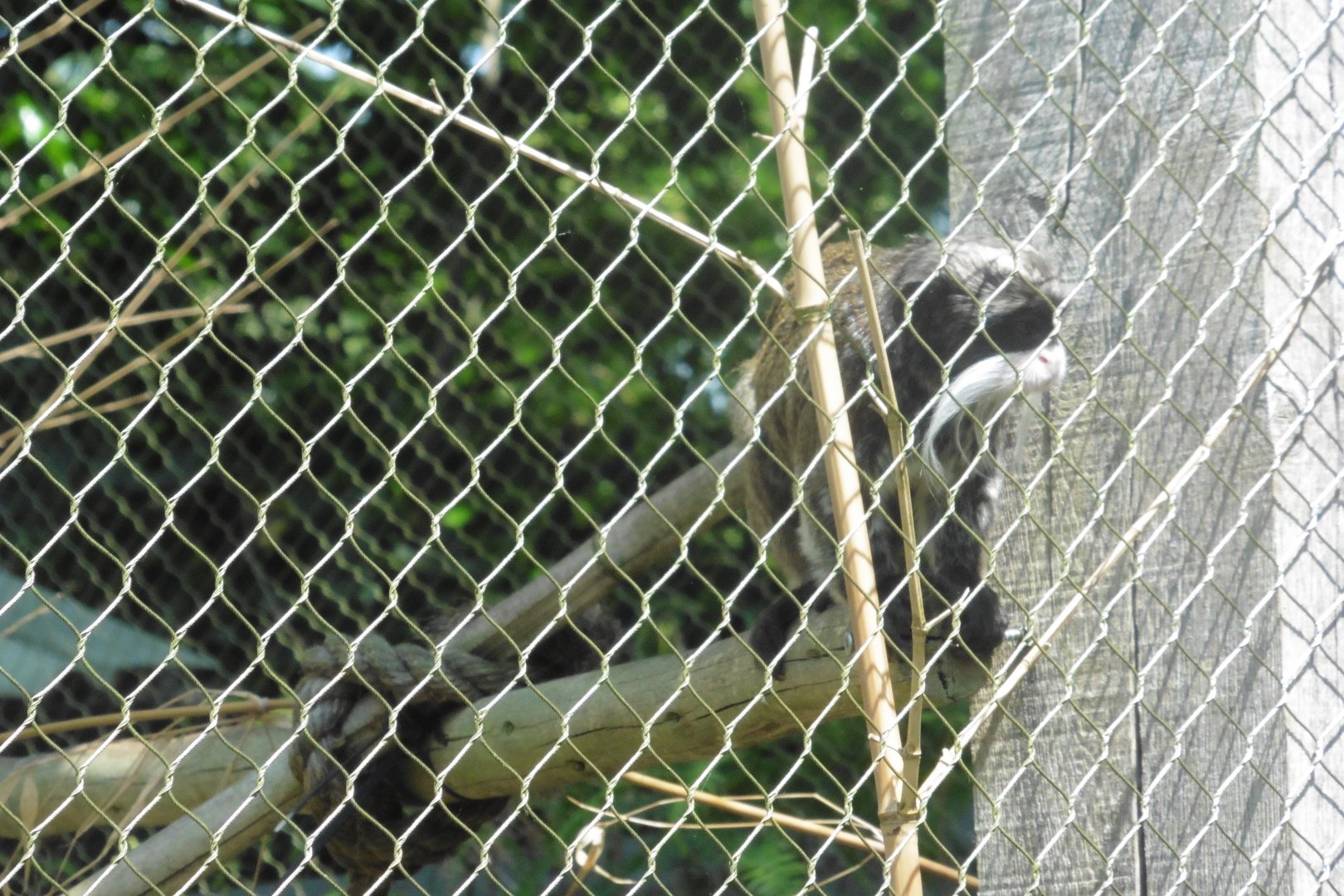 HANWELL ZOO:  Emperor Tamarin