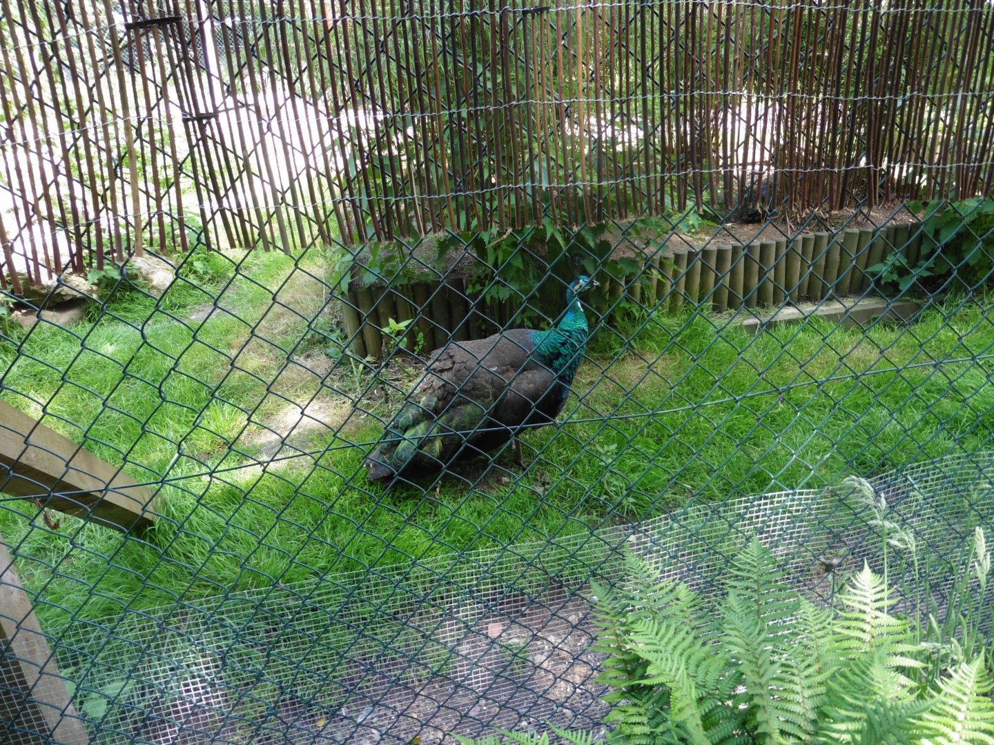 HANWELL ZOO: Indian Peafowl