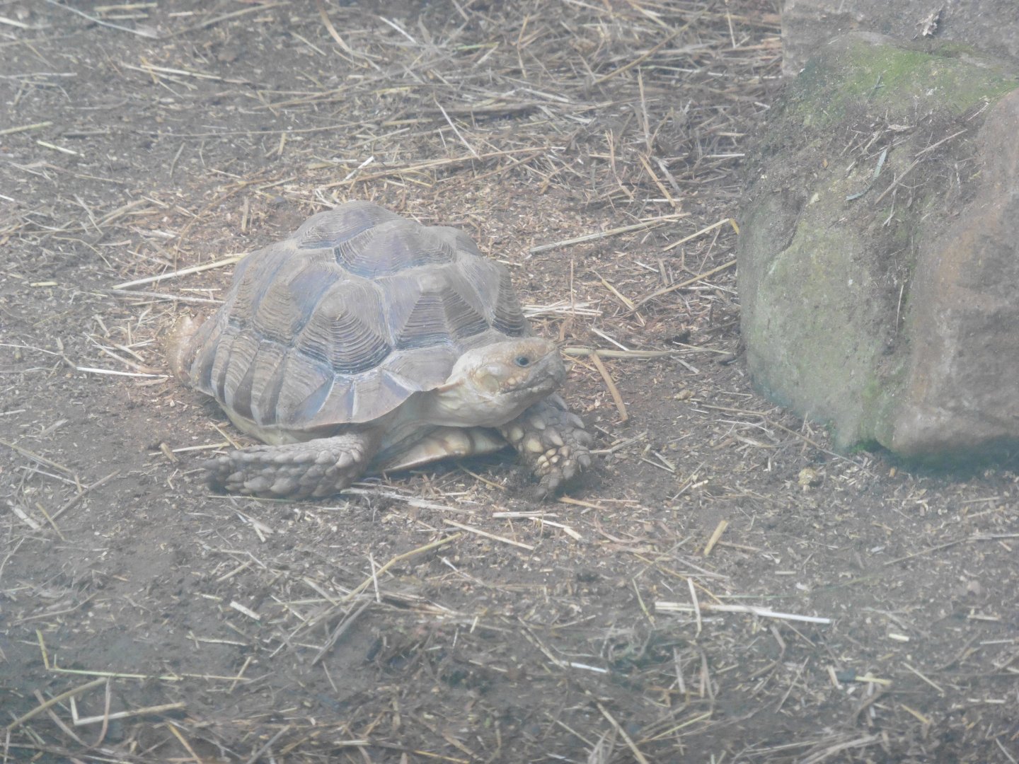 HANWELL ZOO: Leopard Tortoise