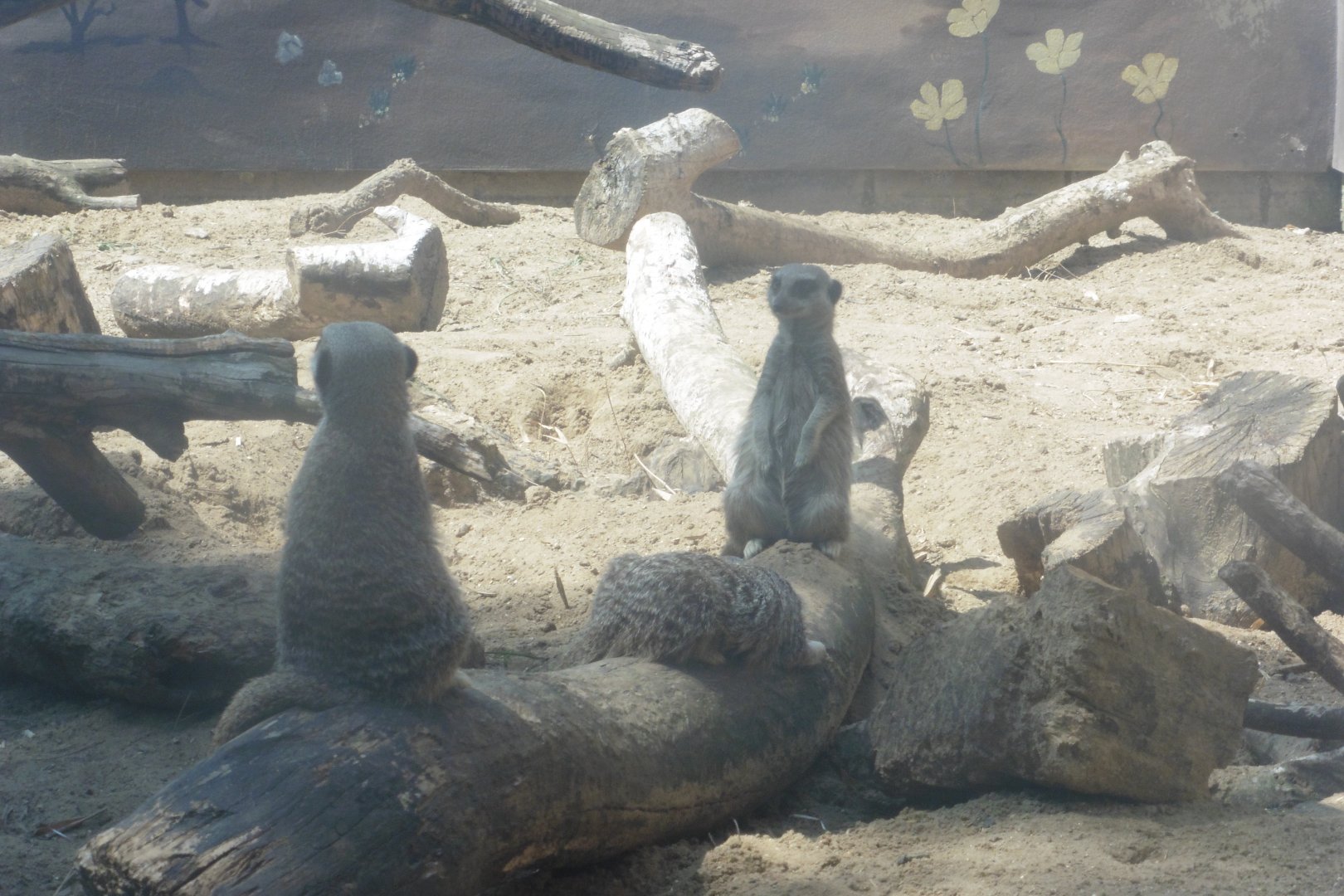 HANWELL ZOO: Meerkats