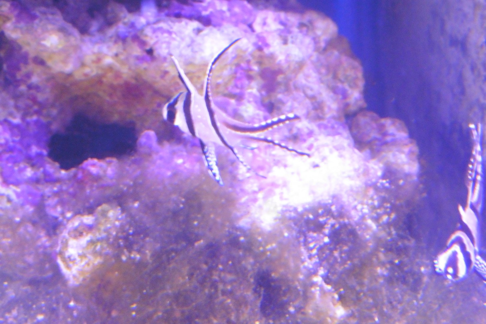 HANWELL ZOO: New Aquarium hut