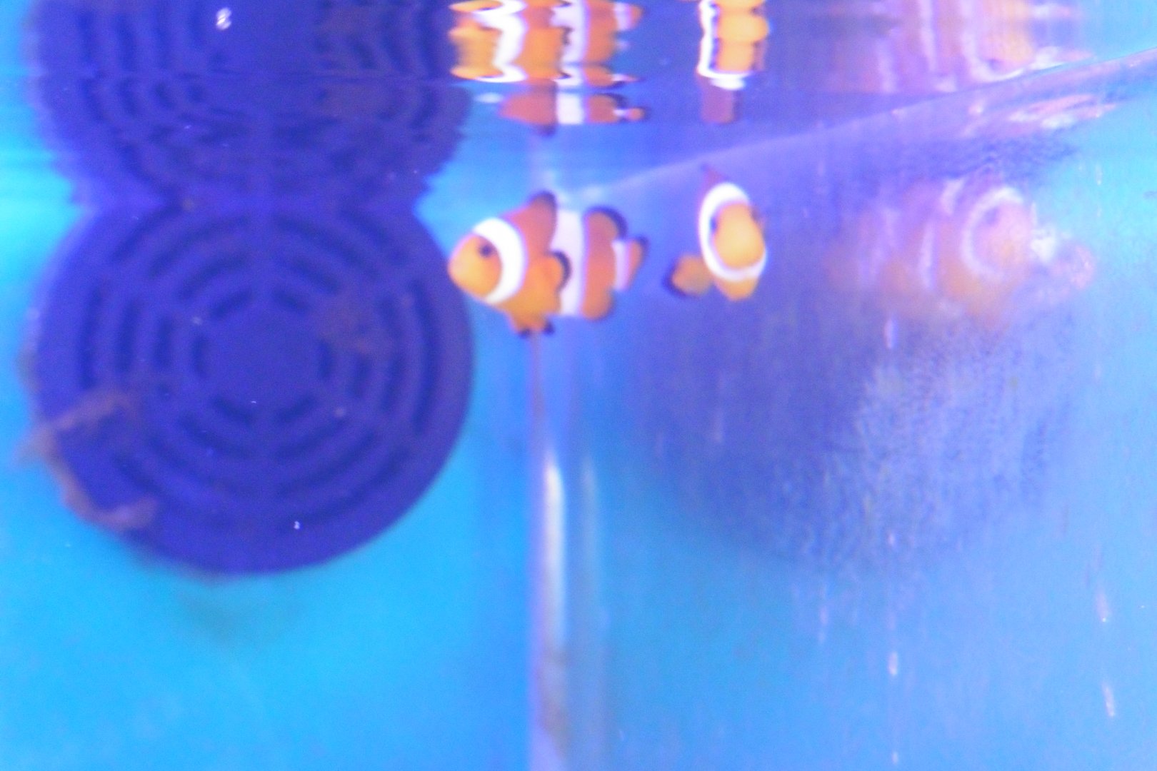 HANWELL ZOO: New Aquarium hut