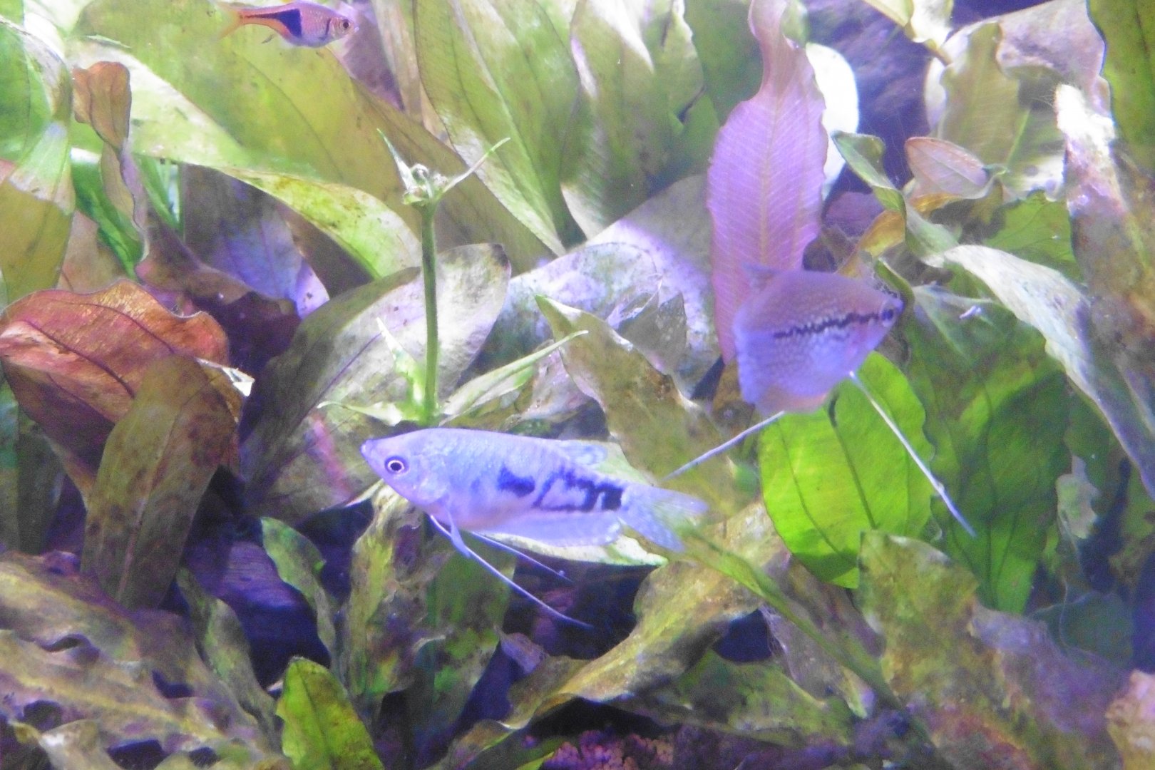 HANWELL ZOO: New Aquarium hut