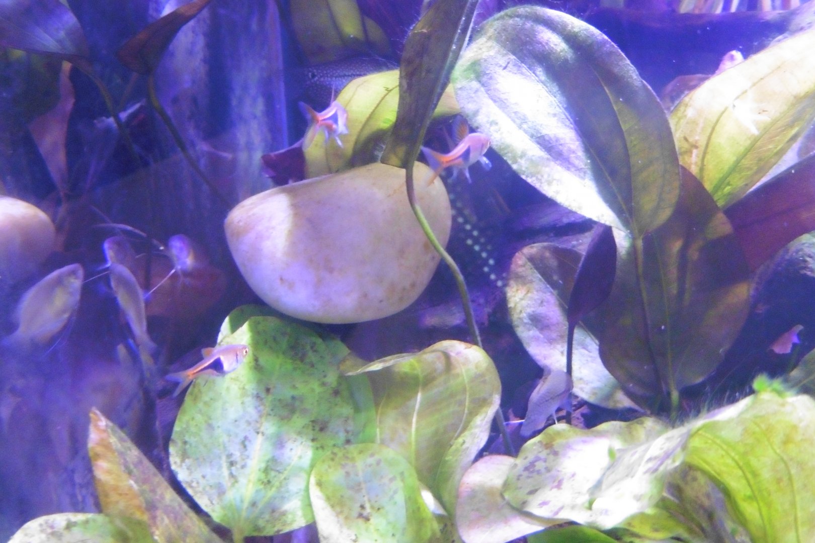 HANWELL ZOO: New Aquarium hut