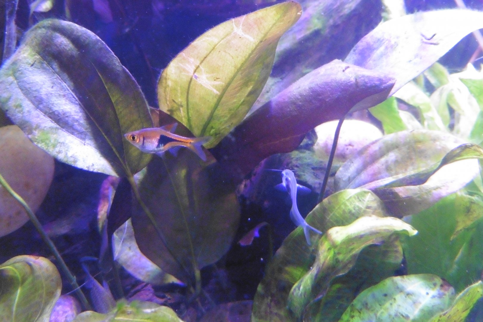 HANWELL ZOO: New Aquarium hut