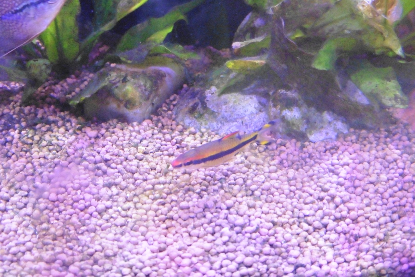 HANWELL ZOO: New Aquarium hut