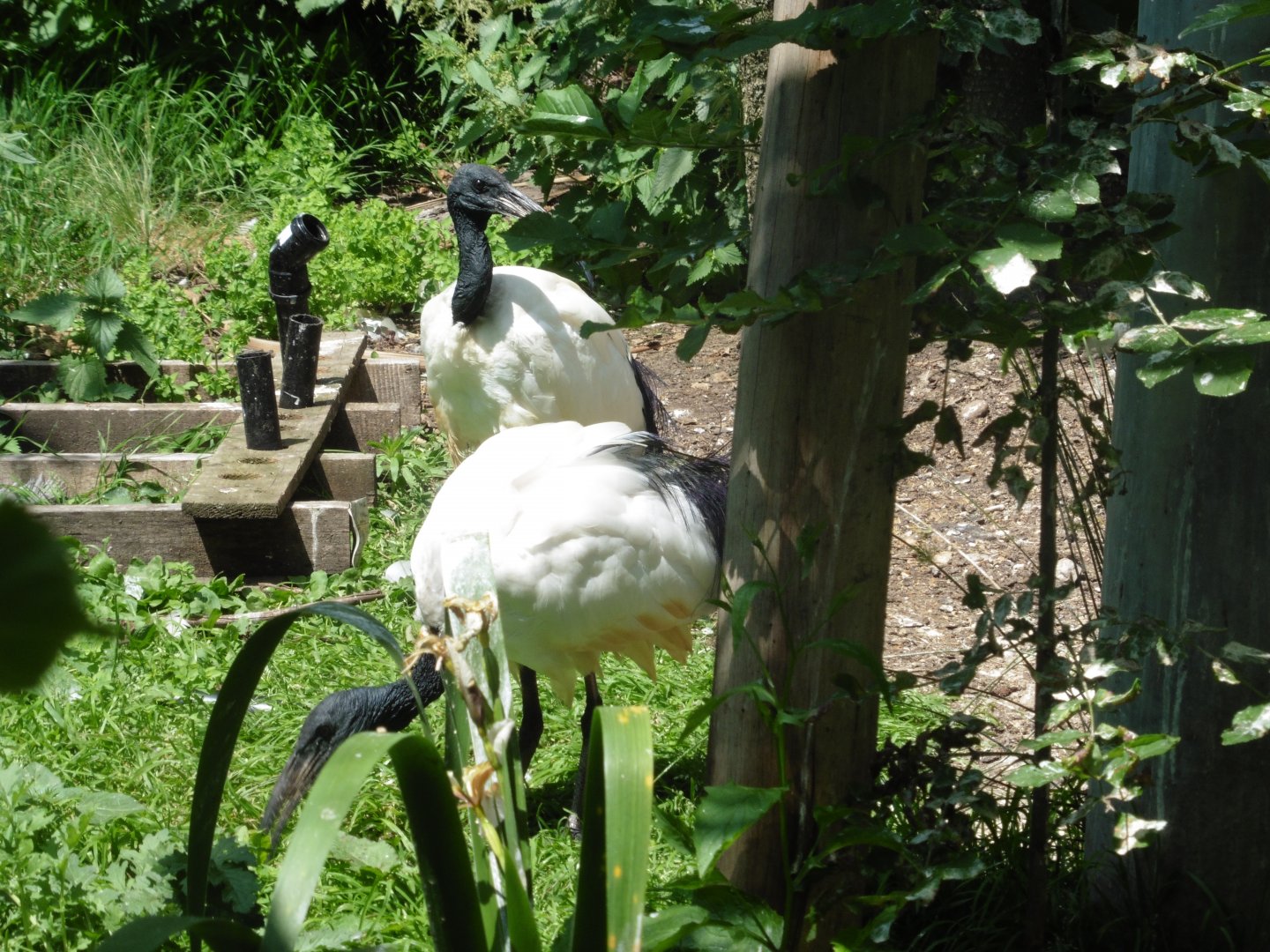 HANWELL ZOO: Outer Aviary Sacred Ibis