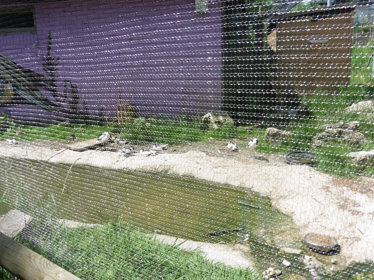 HANWELL ZOO: Pied Avocets