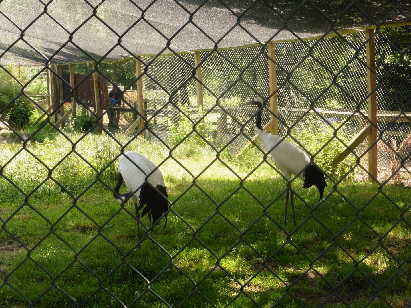 HANWELL ZOO: Red-crowned Crane