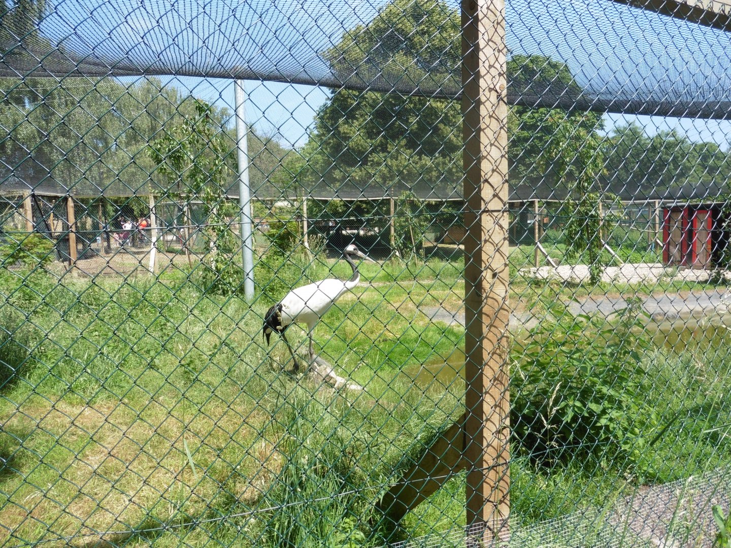 HANWELL ZOO: Red-crowned Crane