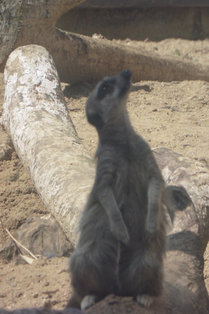 HANWELL ZOO: The ubiquitous Meerrkats