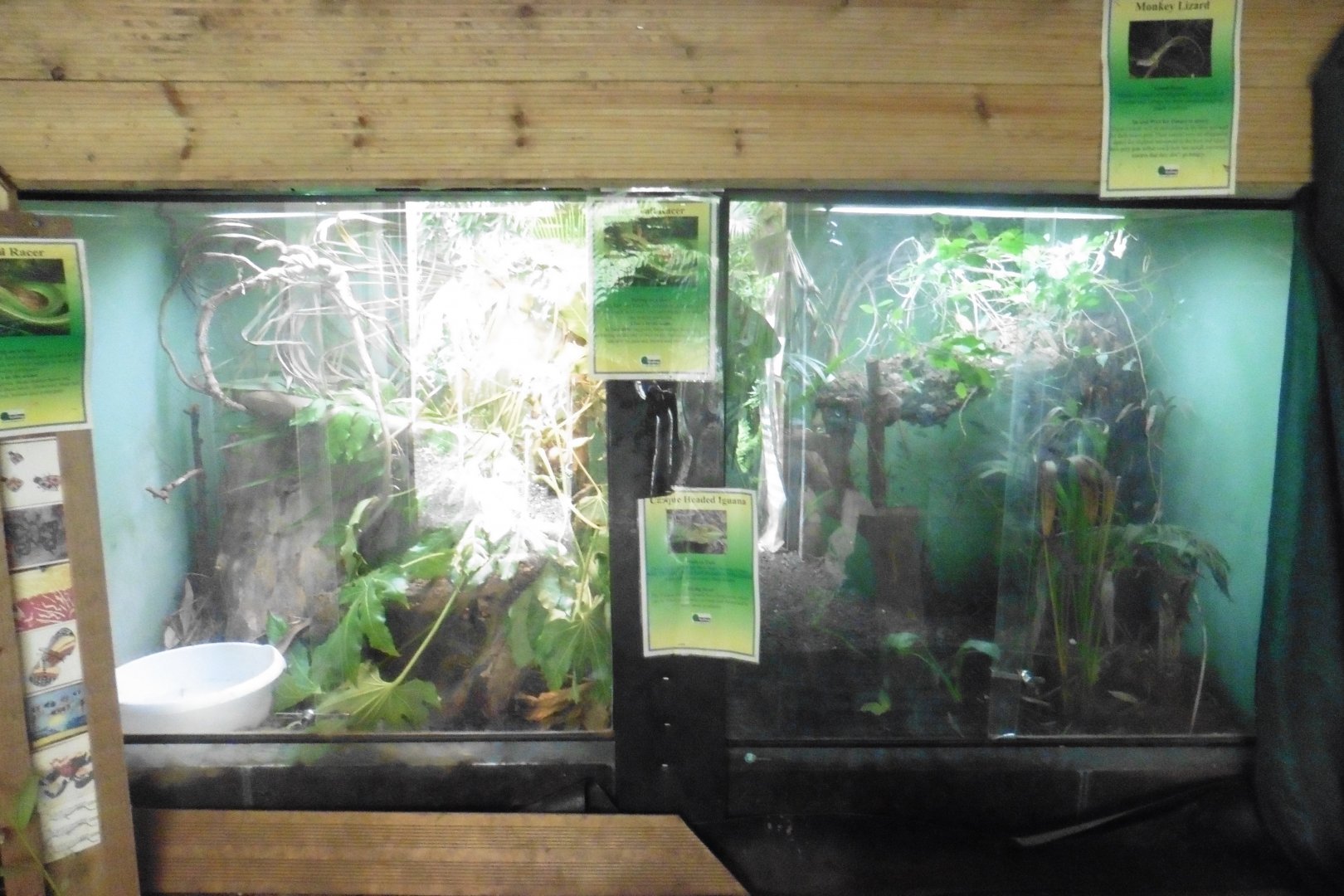 HANWELL ZOO: Tropical/Butterfly House