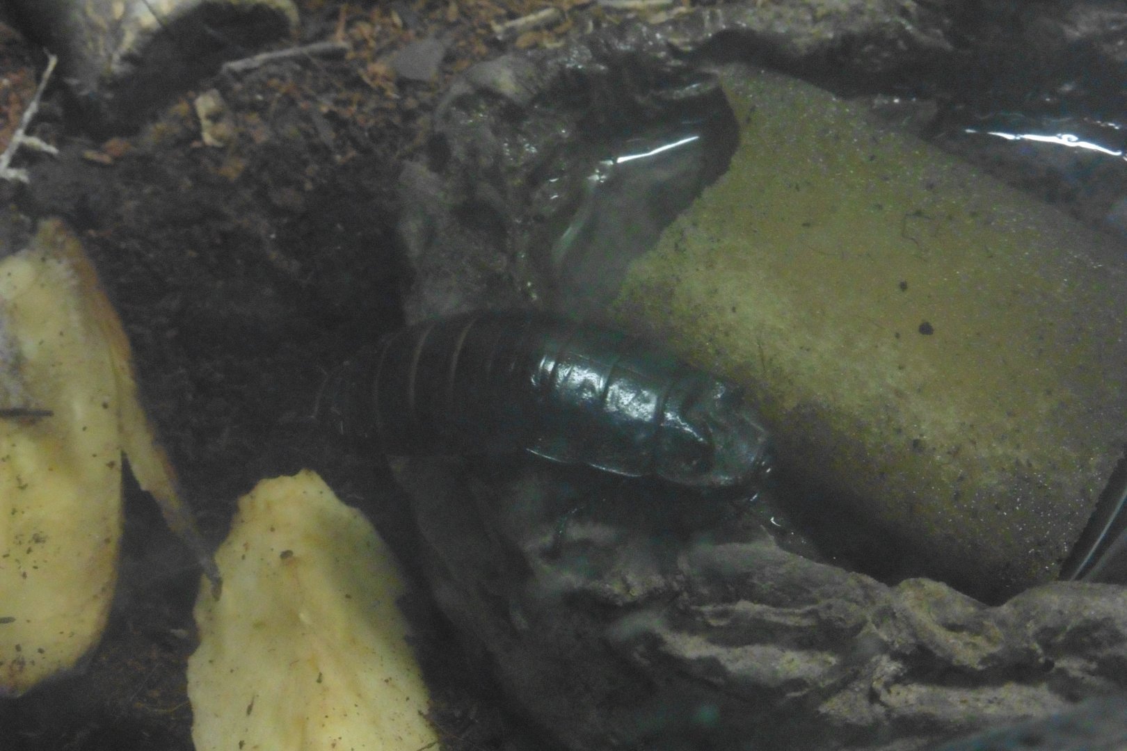 HANWELL ZOO: Tropical/Butterfly House