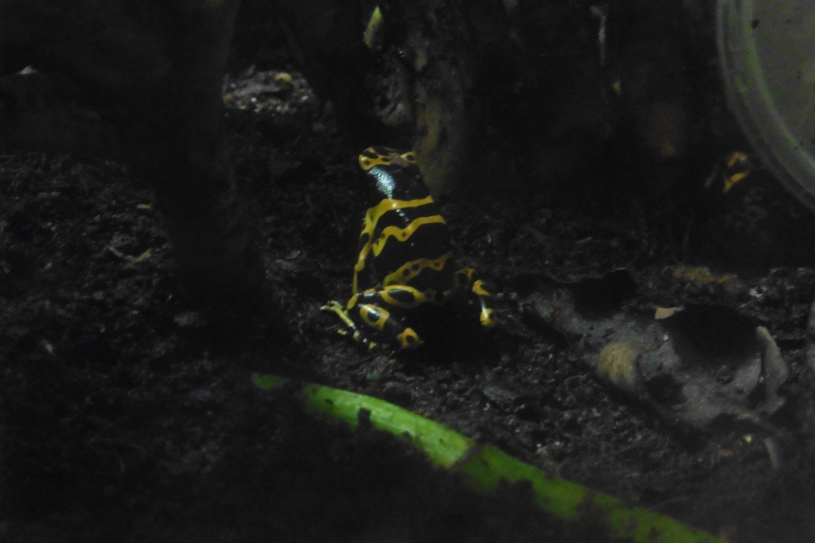 HANWELL ZOO: Tropical/Butterfly House