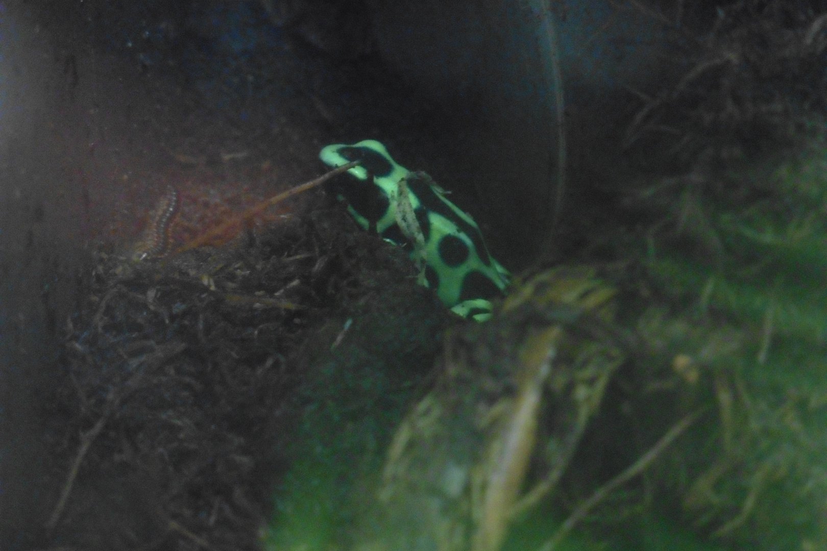 HANWELL ZOO: Tropical/Butterfly House