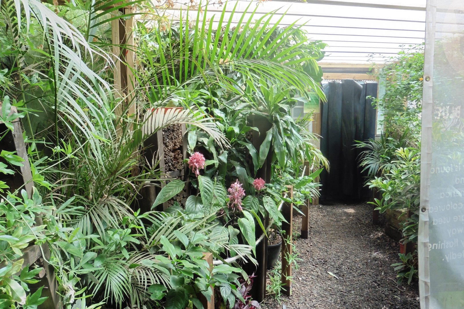 HANWELL ZOO: Tropical/Butterfly House