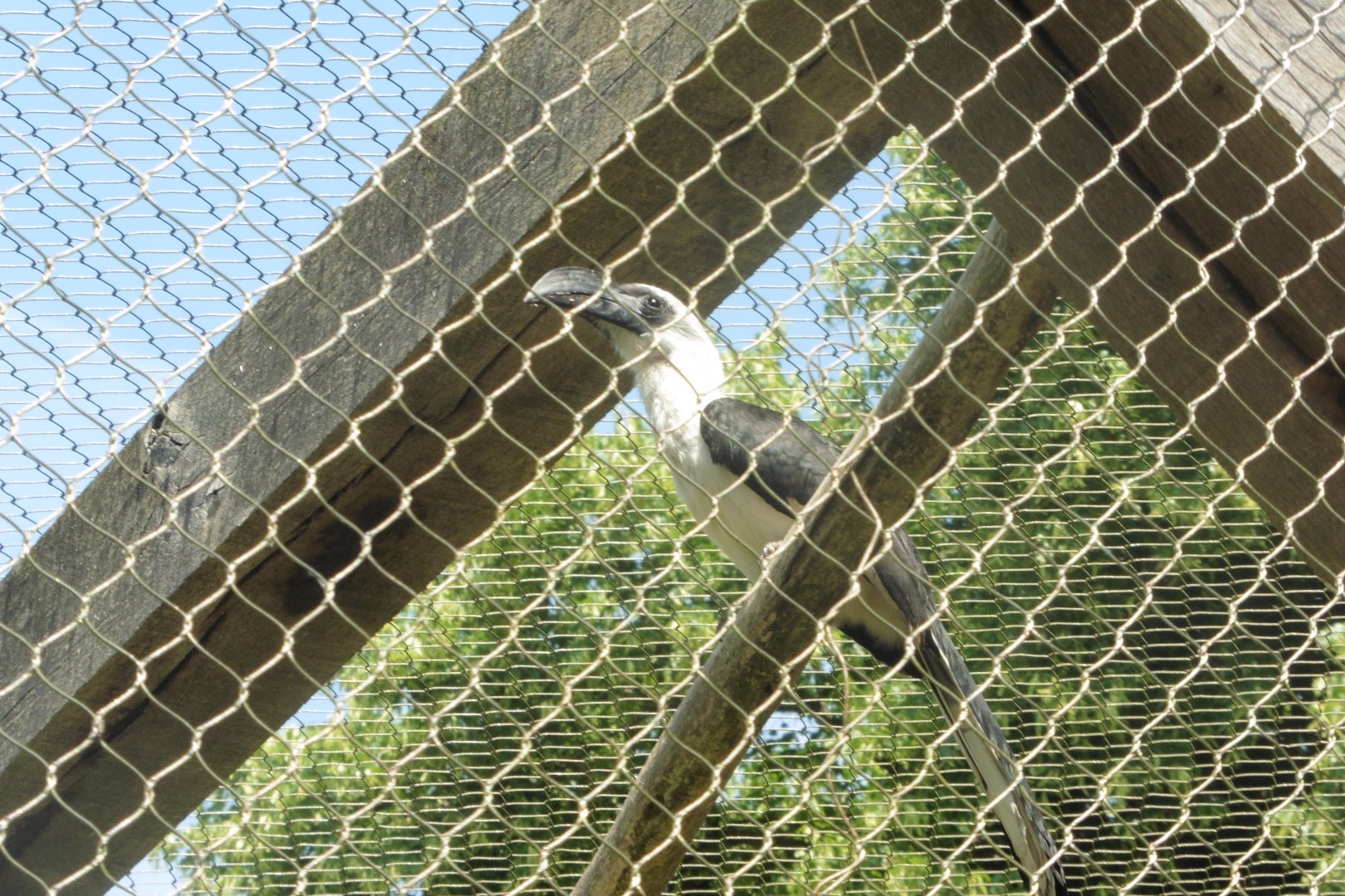 HANWELL ZOO:  Von Der Decken's Hornbill