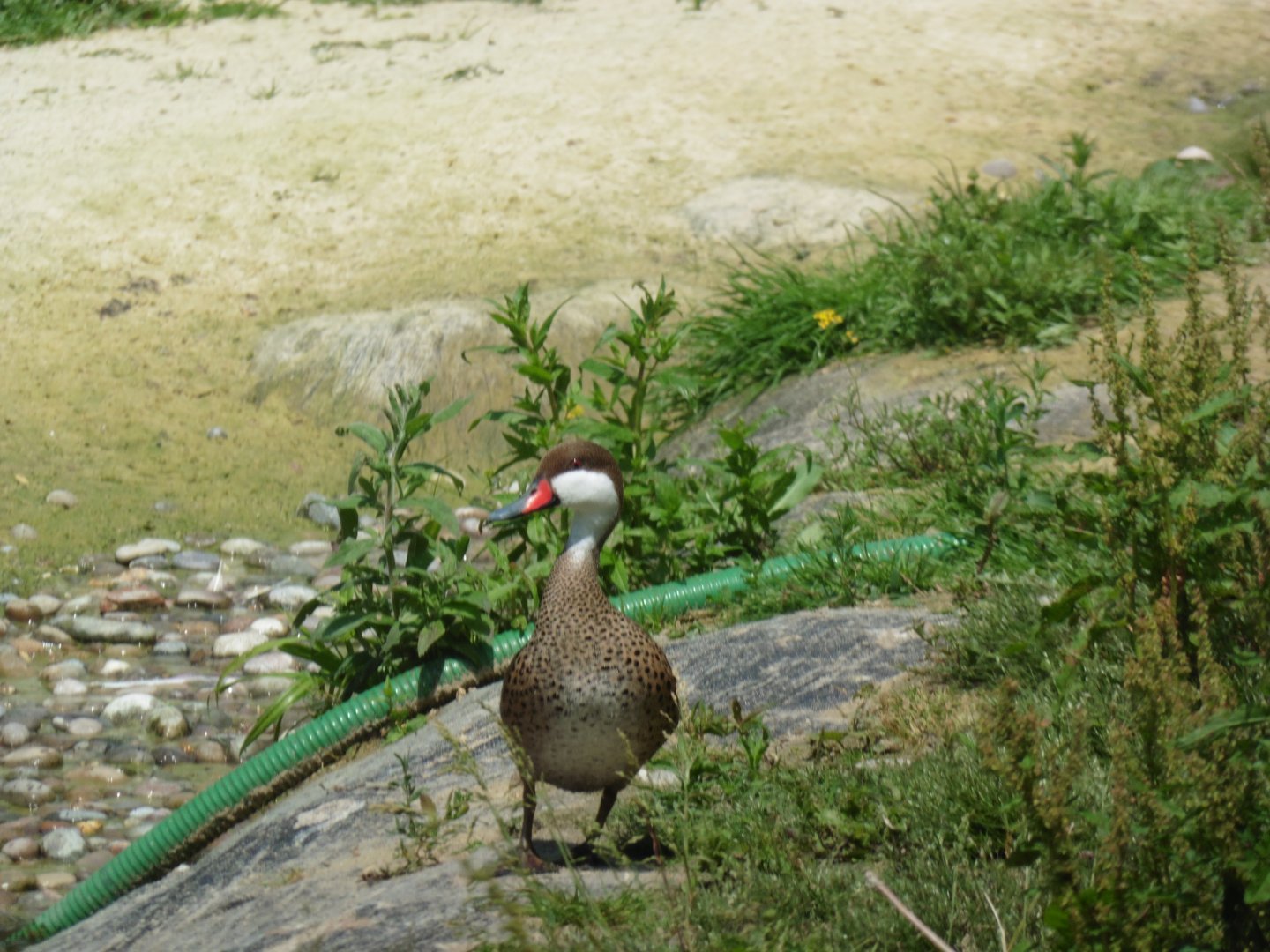 HANWELL ZOO: White-cheeked Pintail