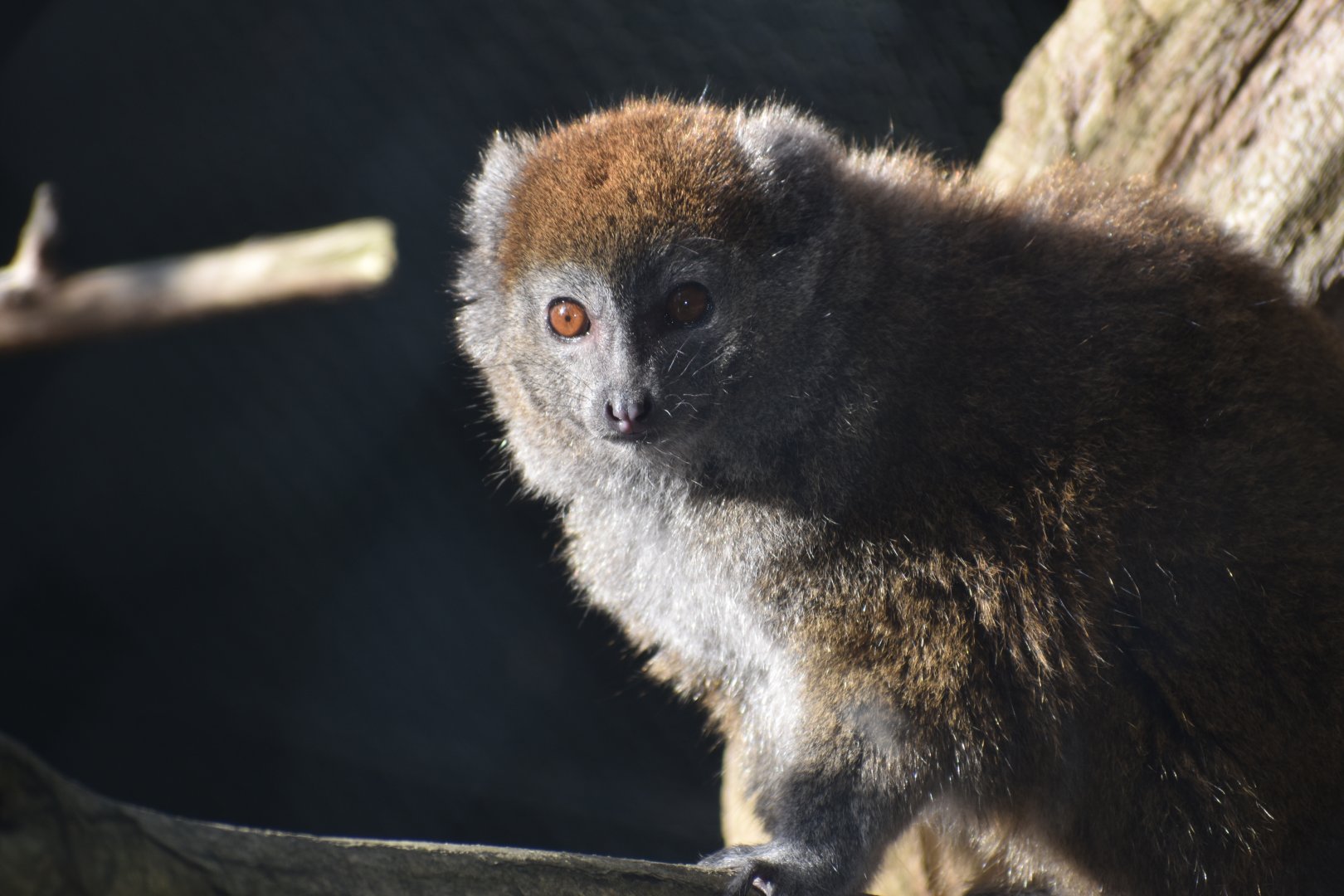 Hapalemur alaotrensis - Lac Alaotra bamboo lemur