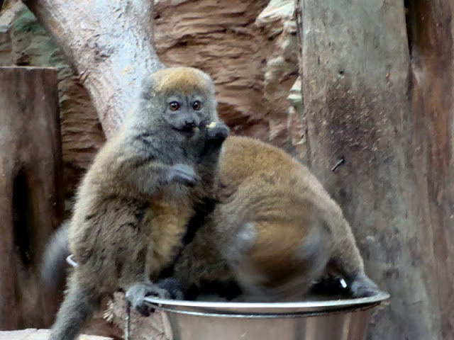 Hapalemur alaotrensis