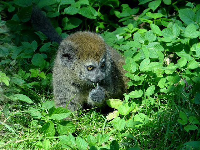 Hapalemur alaotrensis