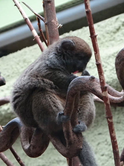 Hapalemur alaotrensis