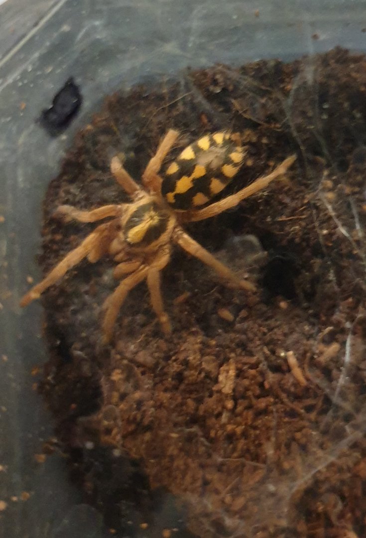 Hapalopus species - Colombia