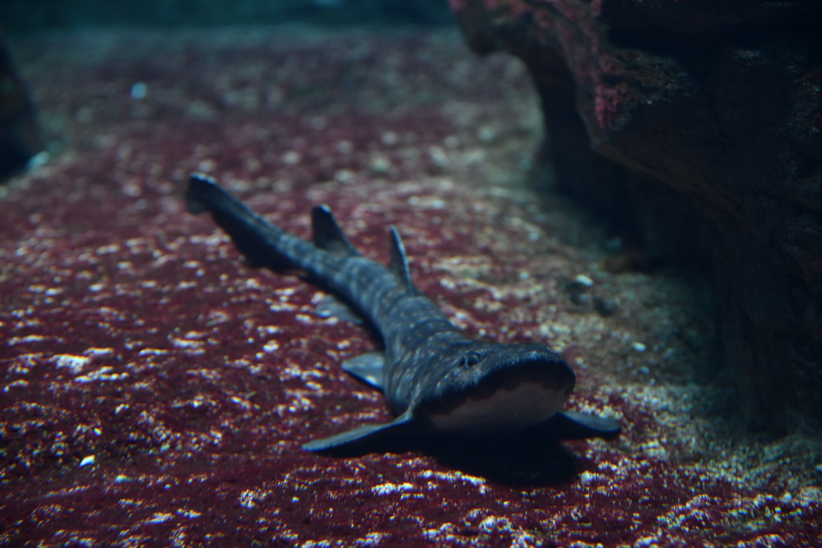 Haploblepharus edwardsii?