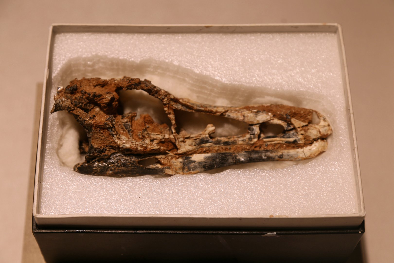 Haplocheirus sollers Skull, Holotype (IVPP V15988)