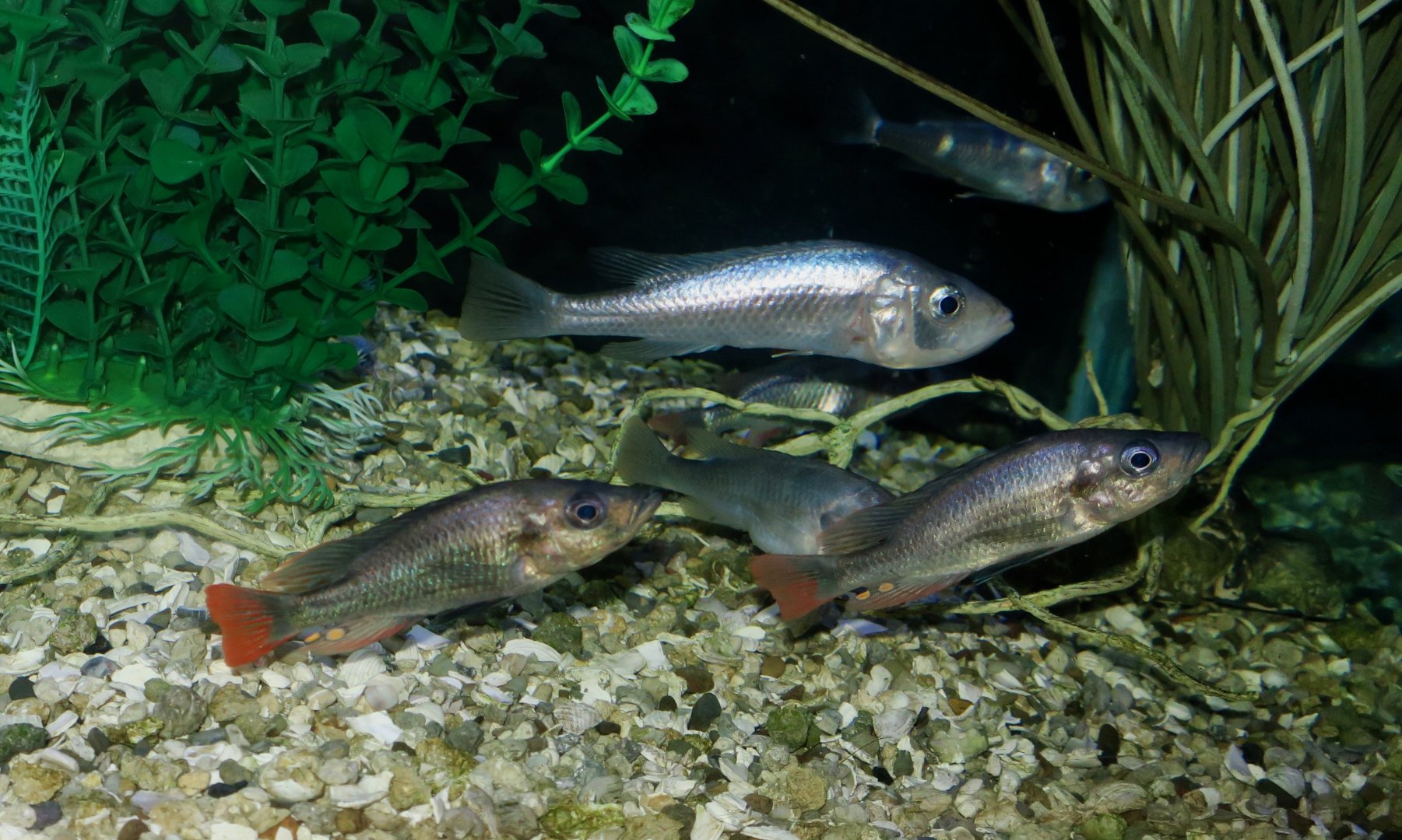Haplochromis argens and Haplochromis piceatus