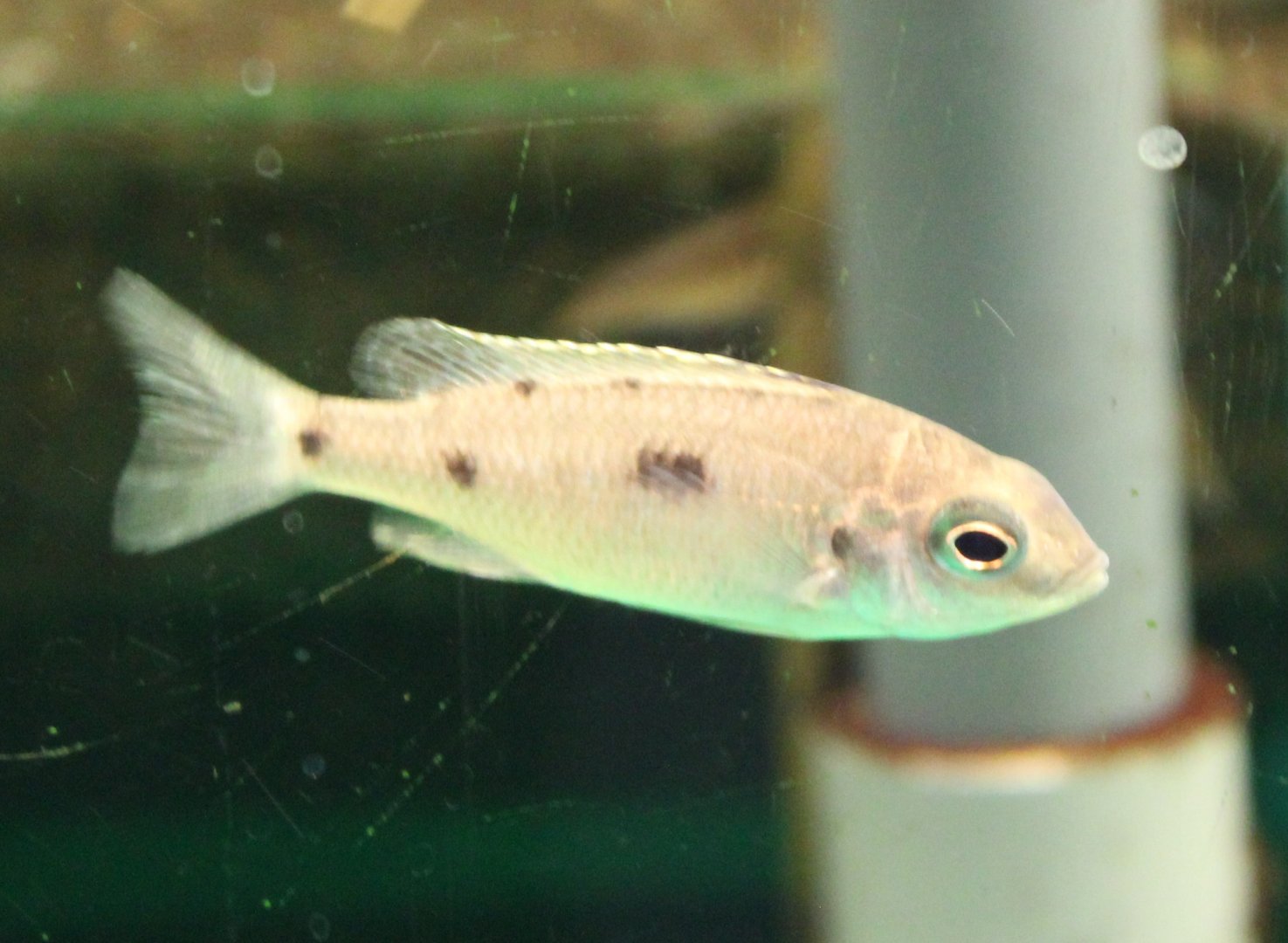 Haplochromis azureus