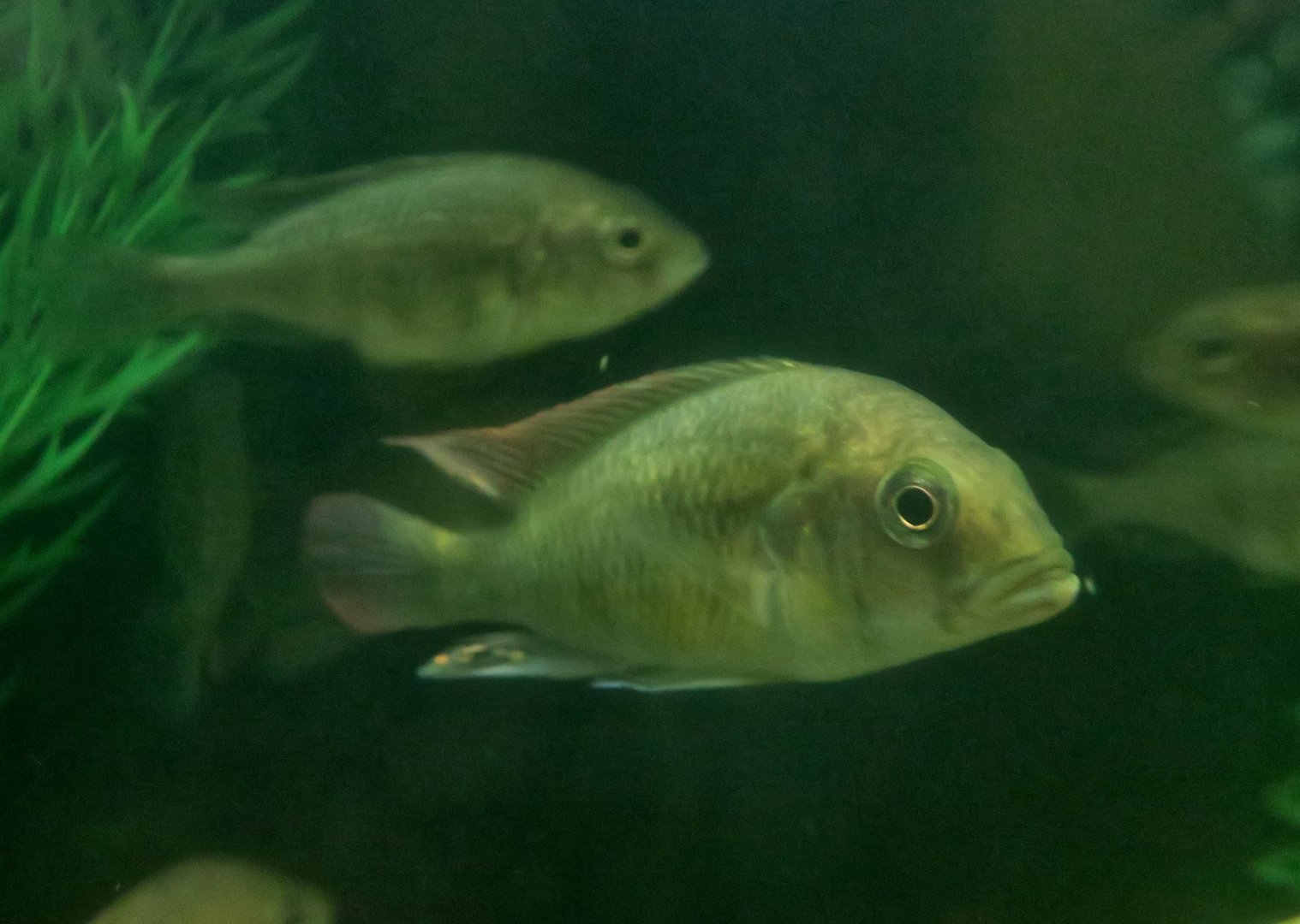 Haplochromis ishmaeli