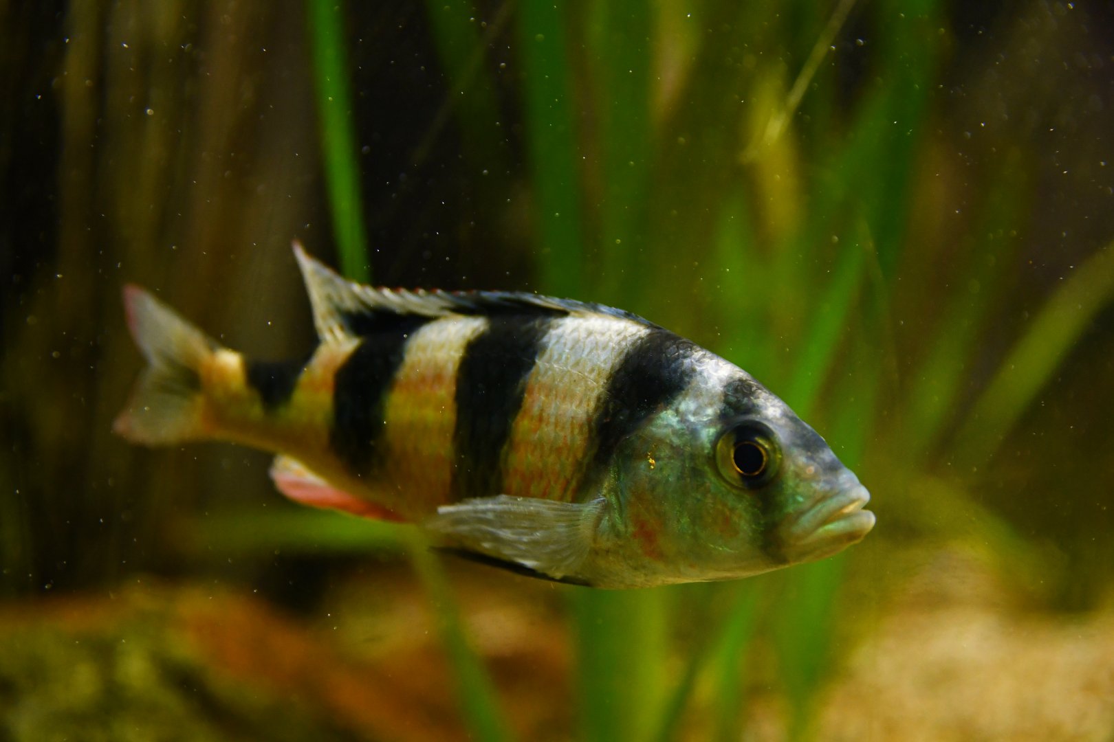 Haplochromis latifasciatus