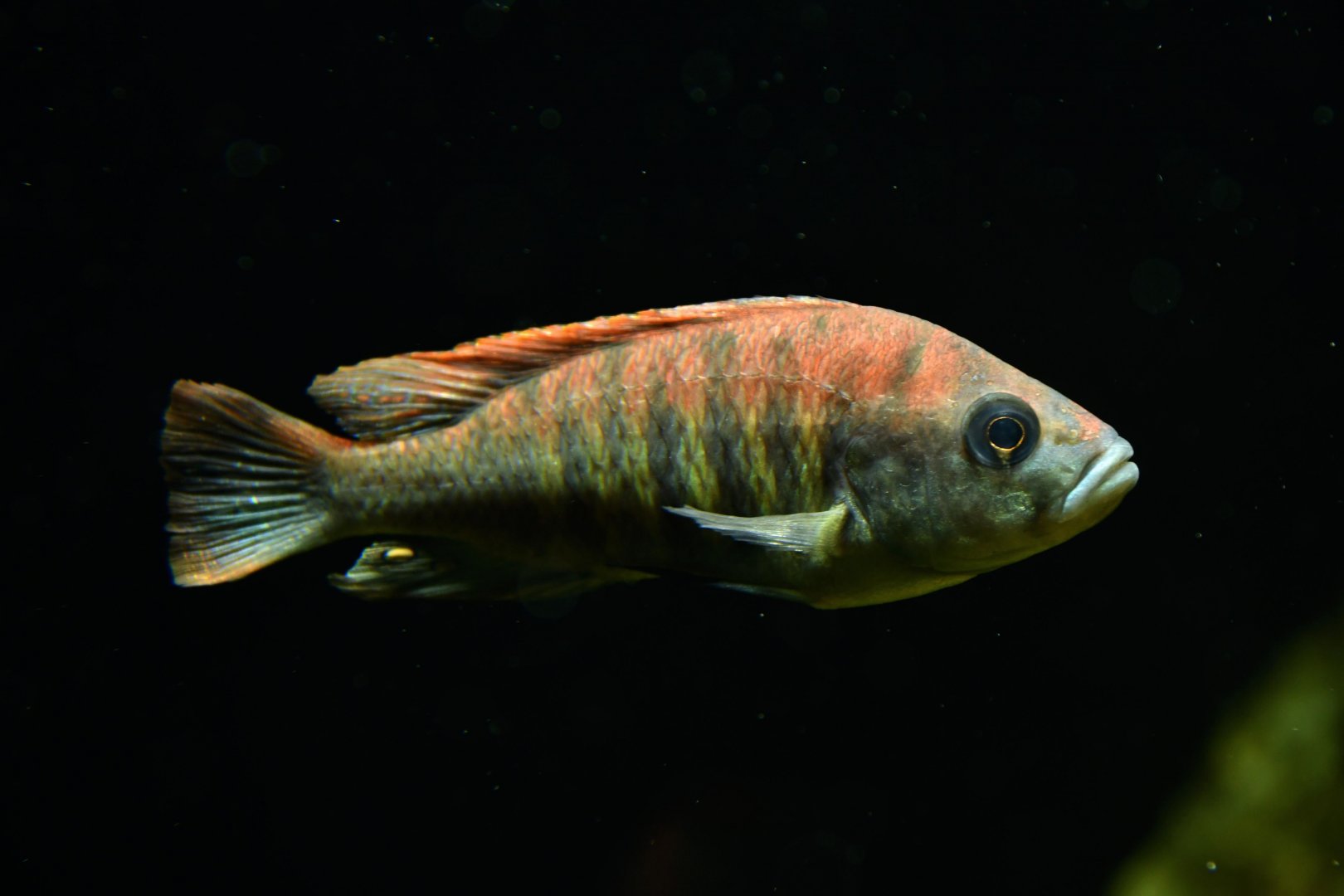 Haplochromis nyererei