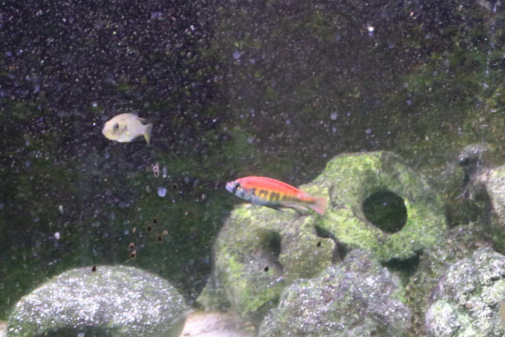 Haplochromis nyererei