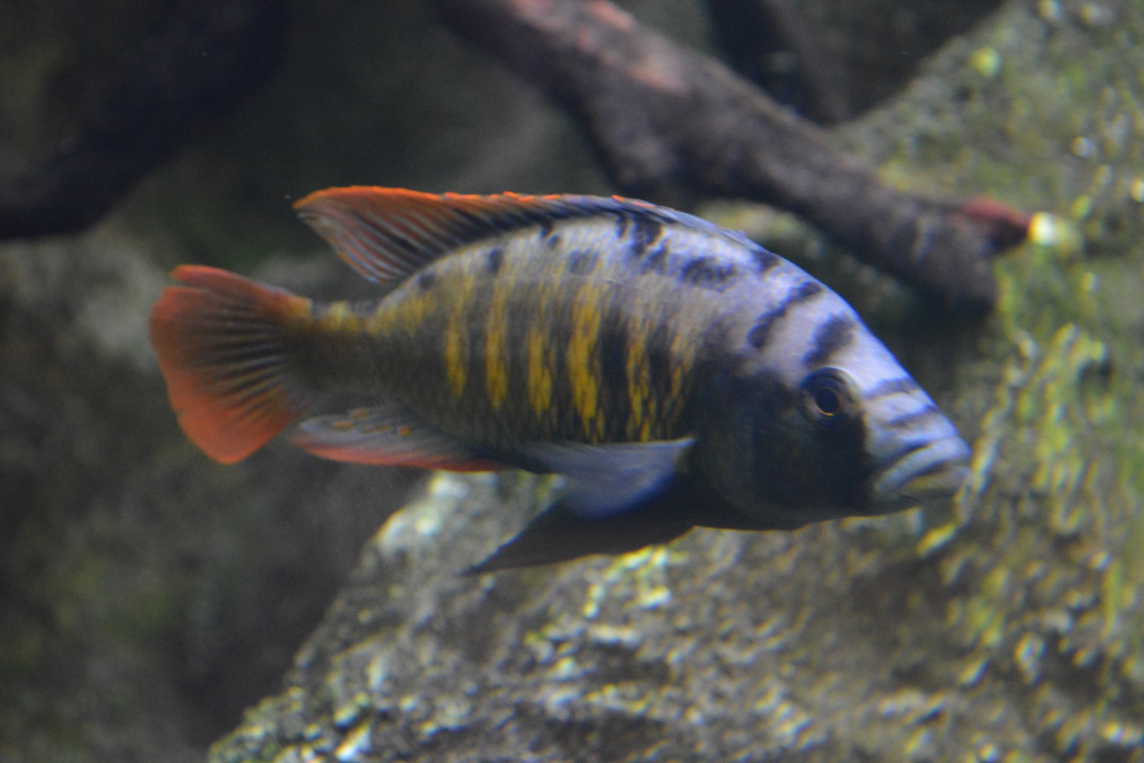 Haplochromis nyererei