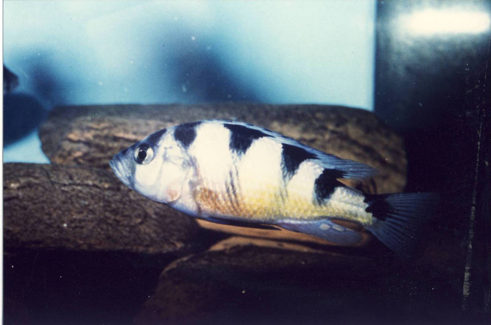 Haplochromis obliquidens Chester Zoo 3 December 1994