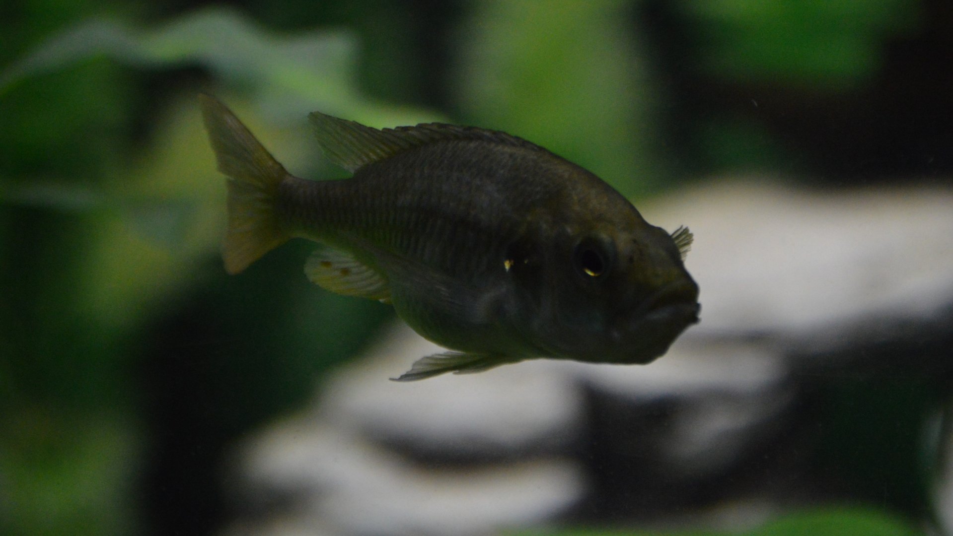 Haplochromis piceatus