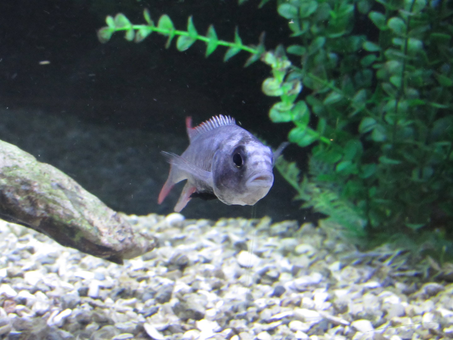 Haplochromis piceatus