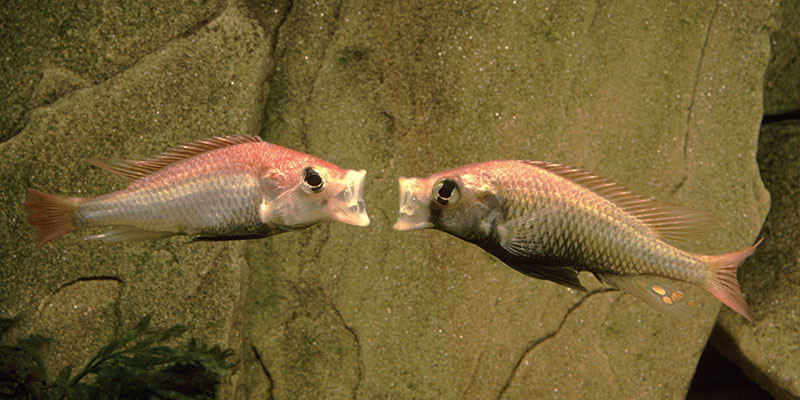 Haplochromis pyrrhocephalus (1995)