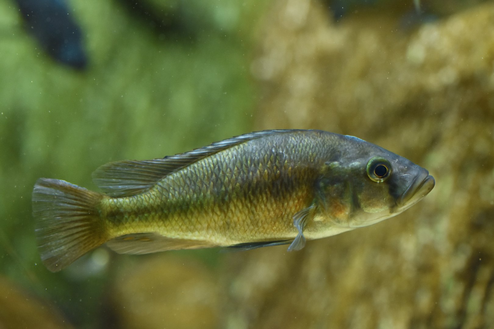 Haplochromis sp.