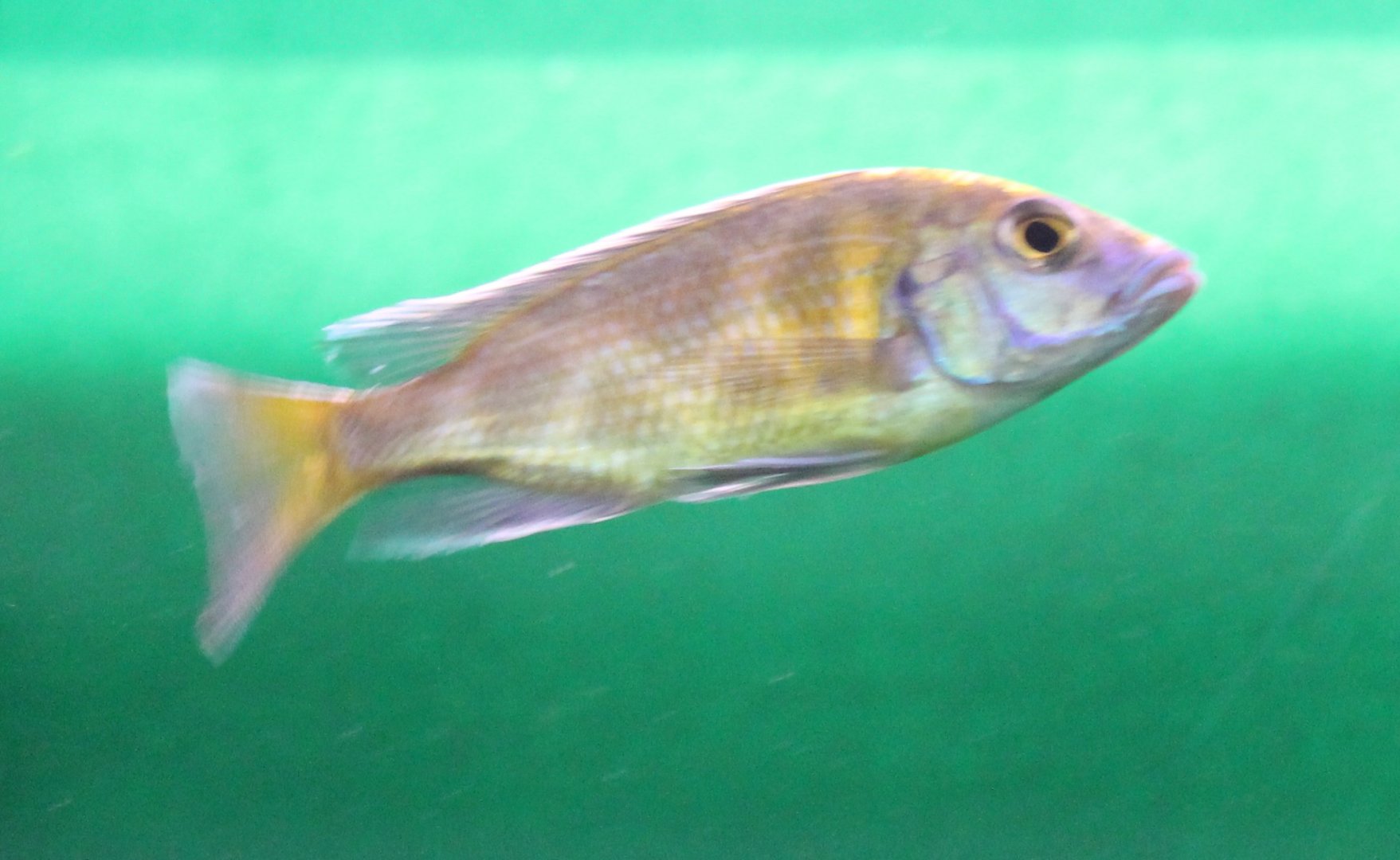 Haplochromis venustus