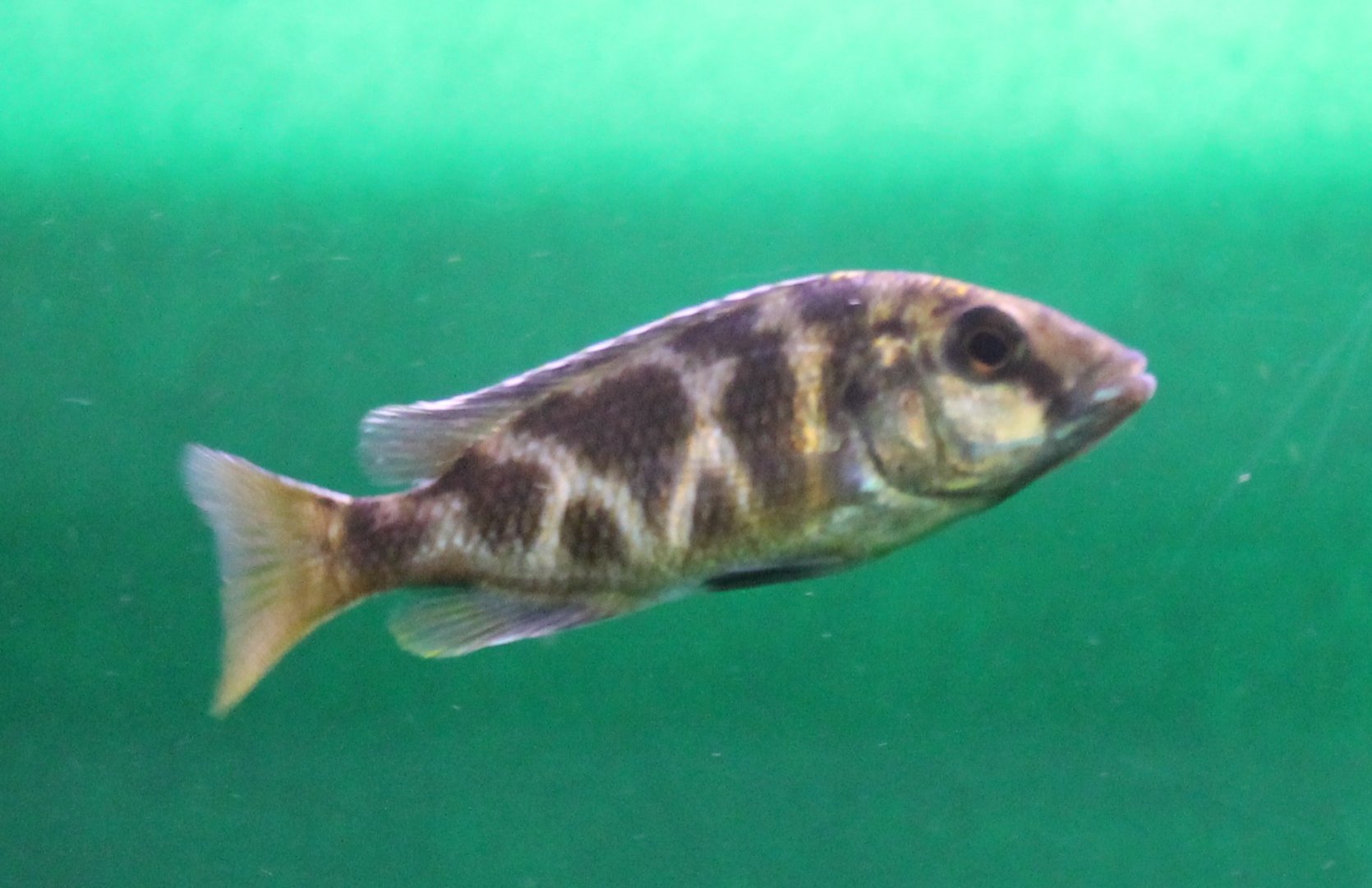 Haplochromis venustus